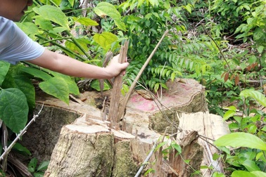 Đau đớn cảnh tượng lâm tặc mở cả đường lớn để “hút máu” rừng già