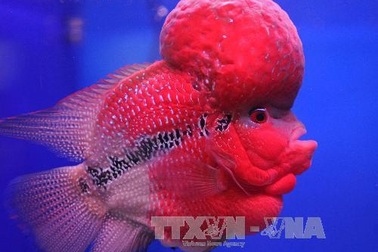 Phát hiện loài cá cũng có các trạng thái cảm xúc