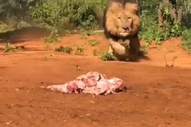 Góc quay đầy ấn tượng về những bước chạy dũng mãnh của "chúa tể đồng cỏ"