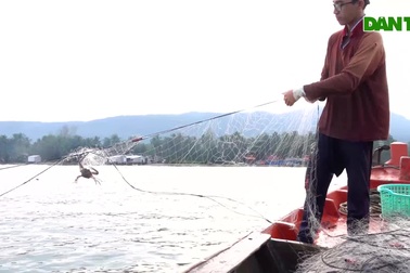 Nghề săn ghẹ kiếm tiền triệu ở Phú Quốc