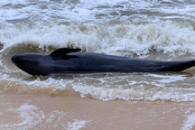 Cứu sống con cá heo bị sóng lớn đẩy vào bờ