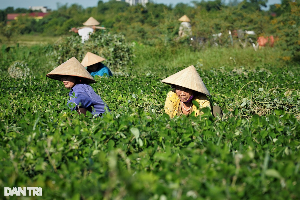 Trồng loại cây cỏ quý, nông dân lãi gấp 4 lần làm lúa - 2 Trồng loại cây cỏ quý, nông dân lãi gấp 4 lần làm lúa - 2