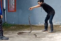 Tay không bắt rắn hổ chúa dài 2,6m