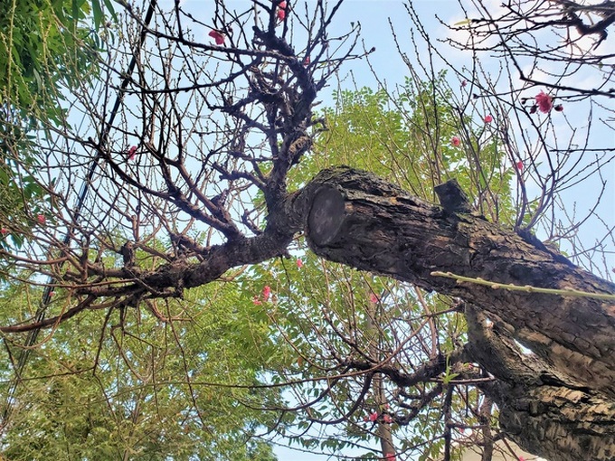 100 triệu đồng thuê đào rừng cổ thụ độc nhất Hà Nội chơi Tết - Ảnh 5. 100 triệu đồng thuê đào rừng cổ thụ độc nhất Hà Nội chơi Tết - Ảnh 5.
