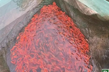 Sẵn sàng “phương tiện” đưa ông Táo về trời