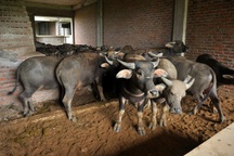 Kiếm trăm triệu nhờ nuôi trâu, thả bò… trong khu biệt thự bỏ hoang