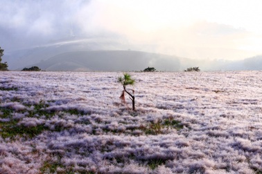 Ngắm đồi cỏ hồng ở Đà Lạt rực rỡ trong sớm đầu đông