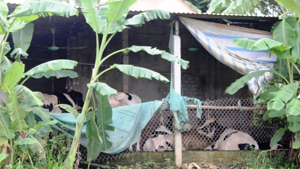 Nuôi bò sữa “án ngữ” trong khu dân cư, cả xóm kêu trời vì ô nhiễm - 1 Nuôi bò sữa “án ngữ” trong khu dân cư, cả xóm kêu trời vì ô nhiễm - 1