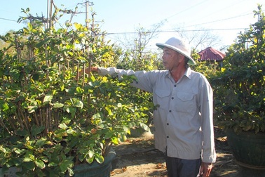 Thời tiết bất thường, người trồng mai thấp thỏm chờ Tết