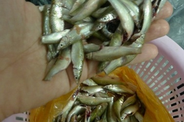 1 kg cá linh non bằng nửa tạ thóc
