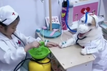 Bé gái 5 tuổi "gây sốt" khi đóng vai bác sĩ khám cho thú cưng