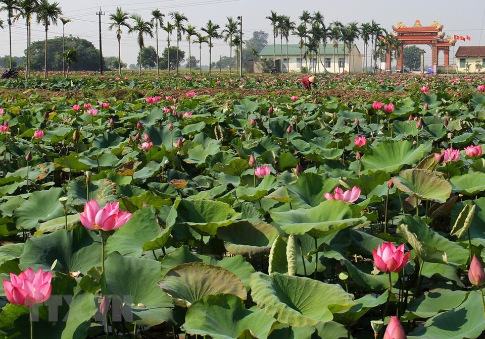 Sen hồng bung sắc giữa những làng quê đầy nắng và gió - 3 Sen hồng bung sắc giữa những làng quê đầy nắng và gió - 3