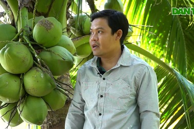 Nông dân 8X trồng dừa dứa thu nhập cao