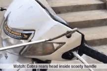 Rùng mình cảnh rắn hổ mang "trồi" ra từ đầu xe máy