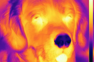 Tại sao loài chó có mũi lạnh hơn nhiệt độ bình thường?