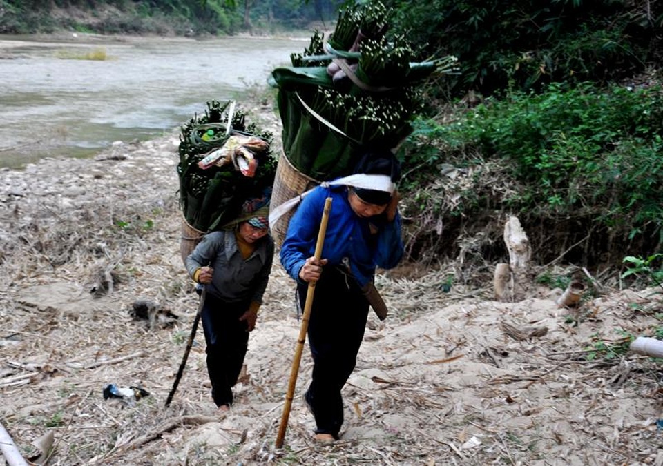 Thanh Hoá: Cận Tết, nhiều cụ bà gần 70 tuổi vẫn băng rừng, lội suối hái lá dong - 7 Thanh Hoá: Cận Tết, nhiều cụ bà gần 70 tuổi vẫn băng rừng, lội suối hái lá dong - 7