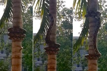 Rắn leo cây thế nào?