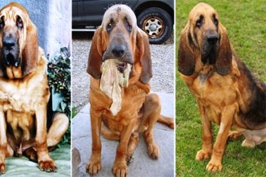 Vung tiền “nâng mặt, hút mỡ bụng” cho chó cưng