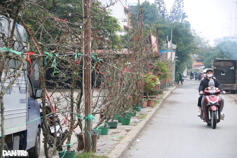Đào, lê, mận rừng xuống núi phục vụ người dân Thủ đô chơi Tết sớm - 1 Đào, lê, mận rừng xuống núi phục vụ người dân Thủ đô chơi Tết sớm - 1