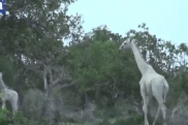 Quay được video cặp mẹ con hươu cao cổ màu trắng cực hiếm