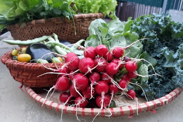 Vườn nhỏ "cái gì cũng có" trên sân thượng của mẹ đảm Hà Nội