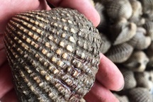 Sò huyết “khổng lồ” bán ở vỉa hè, một con bằng 1 tô phở