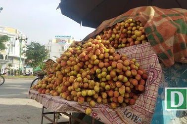 Vải thiều siêu rẻ giá 6.000 đồng/kg, phải đổ bỏ: Đâu là sự thật?