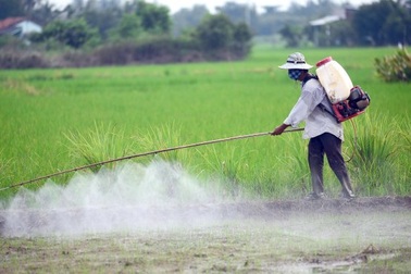 Trong máu tồn dư thuốc bảo vệ thực vật, giải pháp nào dự phòng ung thư?