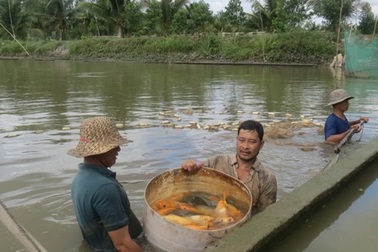 Lãi bộn với chiêu “hóa” giòn cá chép