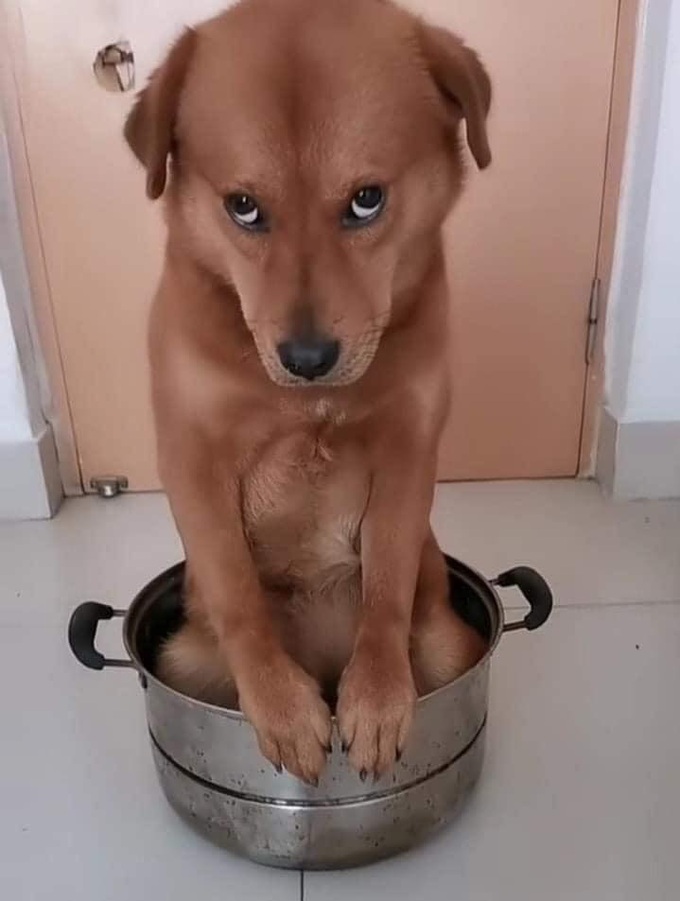 Gặm mất một góc cây xương rồng, chú chó sợ bị phạt nên làm mặt nũng nịu khiến chủ bó tay - Ảnh 2. Gặm mất một góc cây xương rồng, chú chó sợ bị phạt nên làm mặt nũng nịu khiến chủ bó tay - Ảnh 2.
