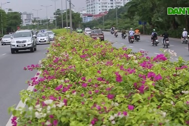 Con đường hoa giấy hiếm có ở Hà Nội