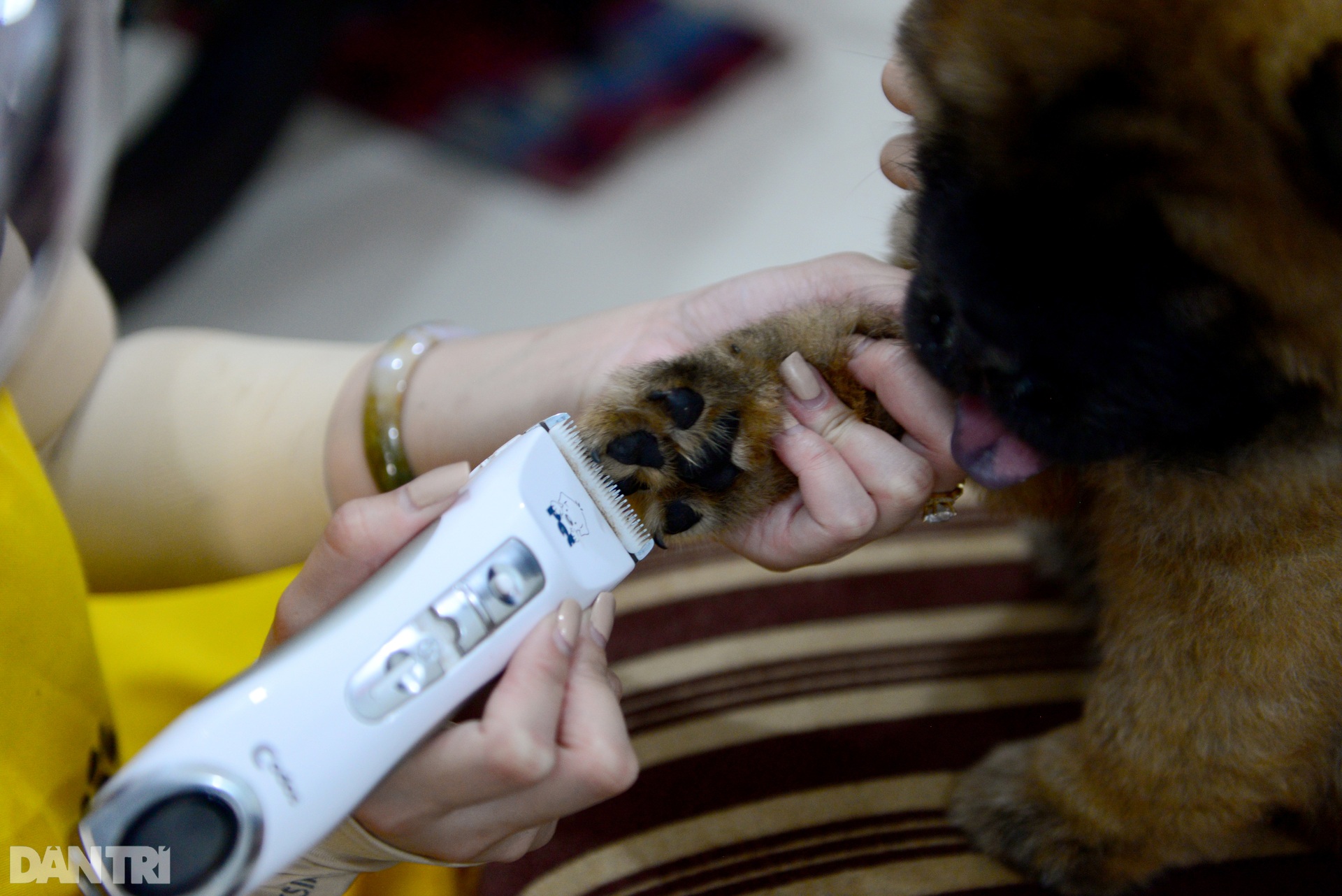 Đắt khách dịch vụ làm đẹp cho thú cưng tại nhà ở TPHCM mùa Covid-19 - 11 Đắt khách dịch vụ làm đẹp cho thú cưng tại nhà ở TPHCM mùa Covid-19 - 11