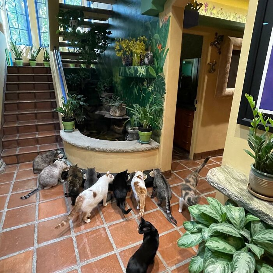 Người đàn ông biến nhà ở thành thiên đường cho mèo - 5 Người đàn ông biến nhà ở thành thiên đường cho mèo - 5