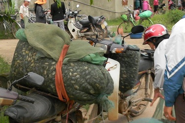  “Cua đồng thuốc sâu” ra Hà Nội?