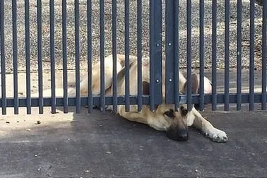 Cảm thương chú chó ngóng chờ người chủ đã qua đời