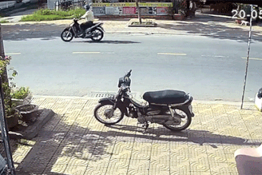 Thả chó chạy rông trên đường - Hiểm họa chết người