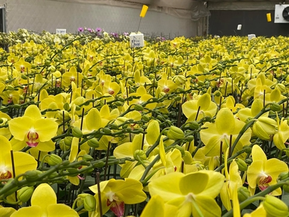 Trái đắng Phi điệp đột biến: Sắp nhiều như lan Hồ điệp - 5 Trái đắng Phi điệp đột biến: Sắp nhiều như lan Hồ điệp - 5
