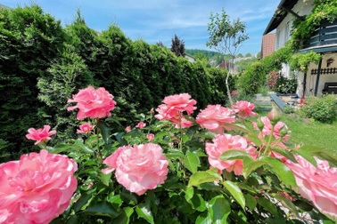 Nữ thạc sĩ Việt dựng vườn hoa bốn mùa rộng 300 m2 giữa lòng thành phố Đức