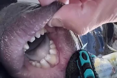 Cận cảnh con cá có hàm răng và "đôi môi" giống hệt con người