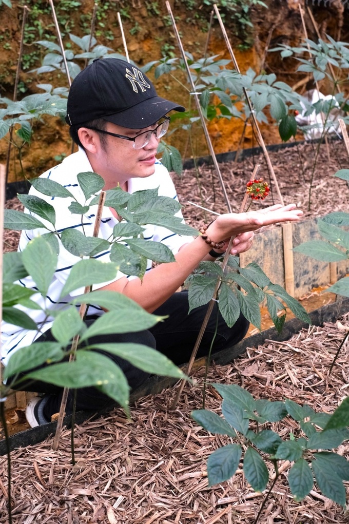 Tiến sĩ Hồ Thanh Tâm bên cây sâm Ngọc Linh 5 năm tuổi. 