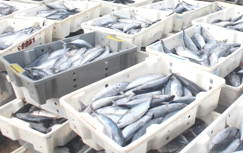 Những chuyến biển mang tiền khủng về cho ngư dân - 2 Những chuyến biển mang tiền khủng về cho ngư dân - 2