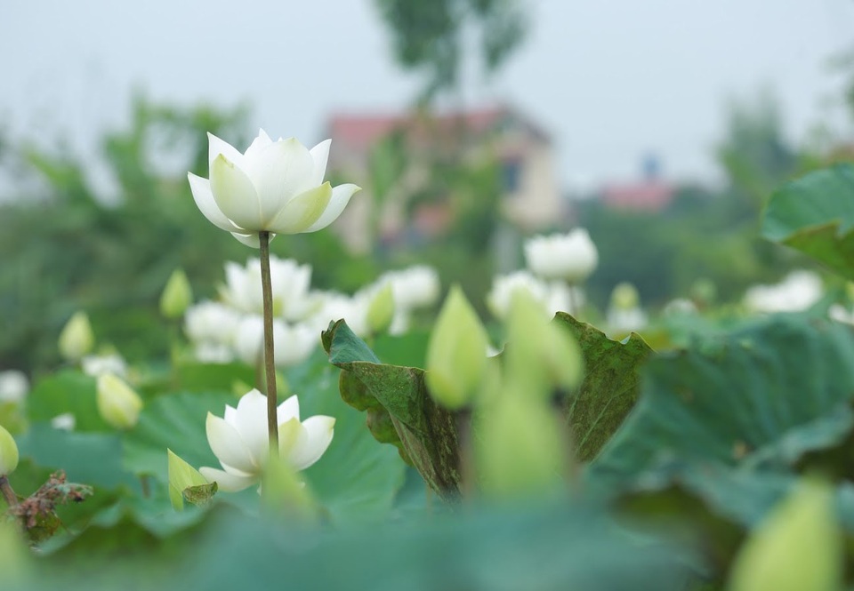 Hà Nội: Hoa sen xuống phố, thơm ngát cả vùng trời! - 7 Hà Nội: Hoa sen xuống phố, thơm ngát cả vùng trời! - 7