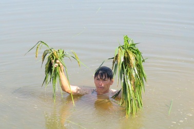Mưa lớn gây ngập nặng, hàng trăm ha lúa mất trắng