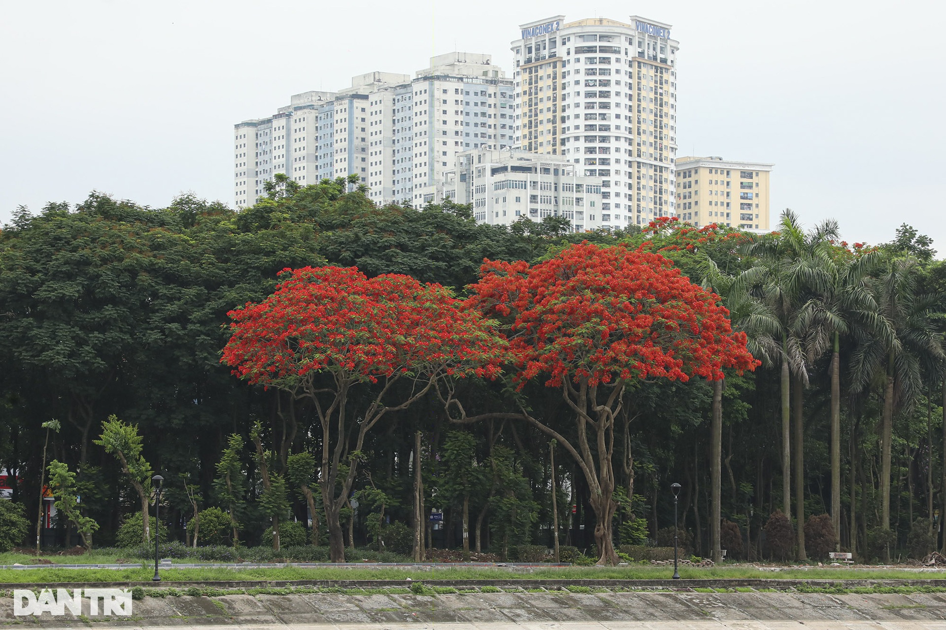 Hà Nội rực rỡ trong mùa hoa tháng 5 - 4