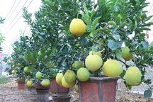 Bưởi cảnh giá hàng chục triệu đồng chuẩn bị đón Tết