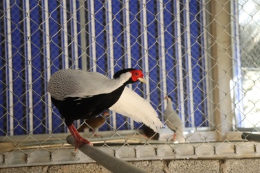 Phát hiện hai giống gà có tên trong sách đỏ quý hiếm ở Thanh Hóa