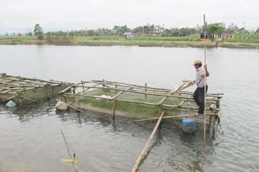 Cho cá ăn, ngã xuống bè cá tử vong