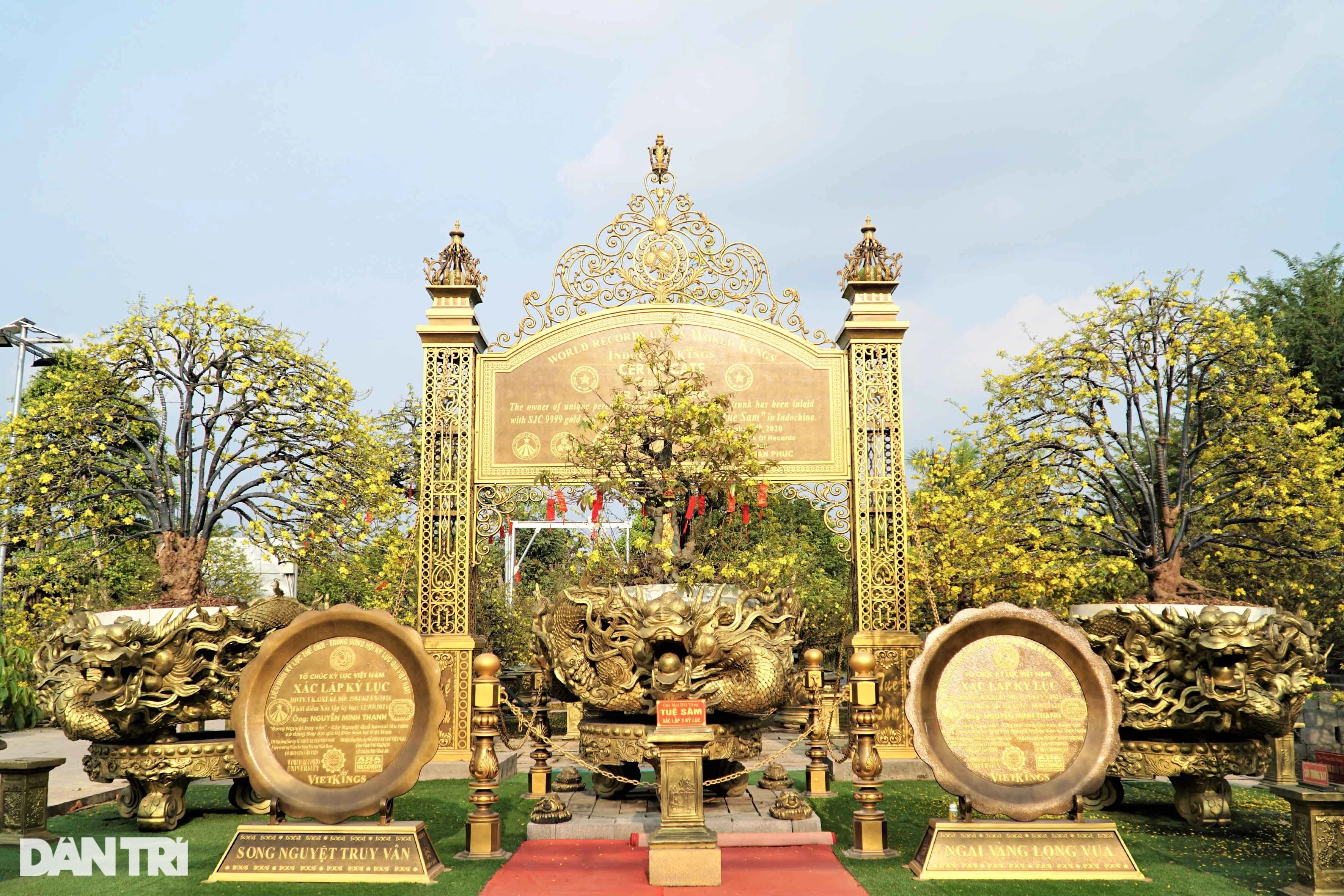 Chiêm ngưỡng hơn 200 cây mai vàng giá trị khủng, có tiền chưa chắc mua nổi - 1 Chiêm ngưỡng hơn 200 cây mai vàng giá trị khủng, có tiền chưa chắc mua nổi - 1