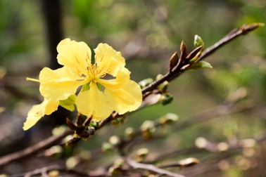 "Đột nhập" những vườn mai vàng Yên Tử tiền tỷ