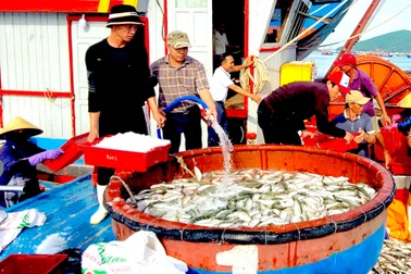 Ra khơi chưa đầy một ngày, ngư dân thu về gần 300 triệu đồng